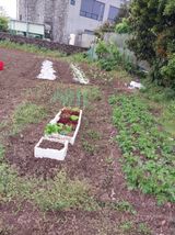 팜모닝 농사, 무엇이든 물어보세요!·참여글 게시글 이미지