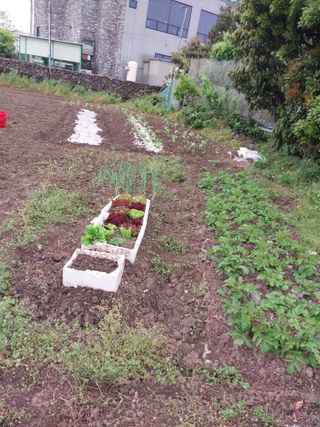 요리하는 메아리 님의 농사, 무엇이든 물어보세요! · 참여글 작성글 사진