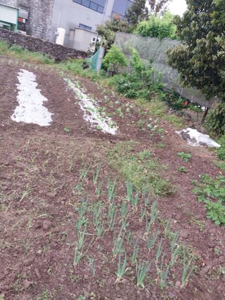 요리하는 메아리 님의 농사, 무엇이든 물어보세요! · 참여글 작성글 사진