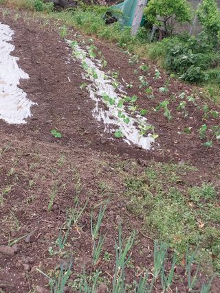 요리하는 메아리 님의 농사, 무엇이든 물어보세요! · 참여글 작성글 사진