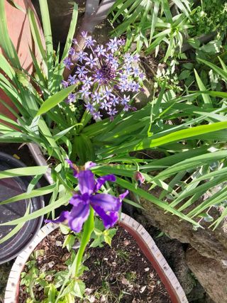요리하는 메아리 님의 농사, 무엇이든 물어보세요! · 참여글 작성글 사진