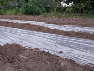 요리하는 메아리 님의 농사, 무엇이든 물어보세요! · 참여글 작성글 사진