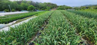 김선희님의 자유주제 · 자유게시판 작성글 사진