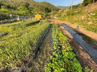 도곡님의 자유주제 · 자유게시판 작성글 사진