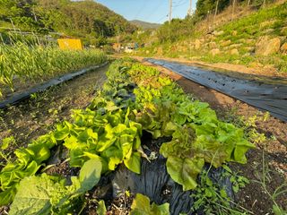도곡님의 자유주제 · 자유게시판 작성글 사진