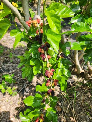 최군환님의 그곳에서 농사하게 된 계기는? · 참여글 작성글 사진