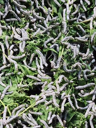 최군환님의 그곳에서 농사하게 된 계기는? · 참여글 작성글 사진