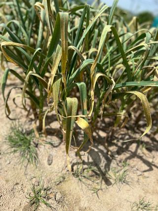 금강농원님의 마늘 · 병해충상담 작성글 사진