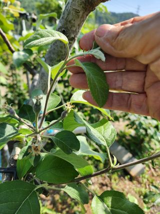 내 사랑색소폰님의 농사, 무엇이든 물어보세요! · 참여글 작성글 사진