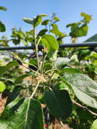내 사랑색소폰님의 농사, 무엇이든 물어보세요! · 참여글 작성글 사진