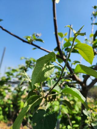 내 사랑색소폰님의 농사, 무엇이든 물어보세요! · 참여글 작성글 사진