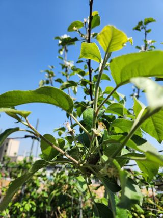 내 사랑색소폰님의 농사, 무엇이든 물어보세요! · 참여글 작성글 사진