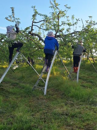 최승국님의 사과 · 영농일지 작성글 사진