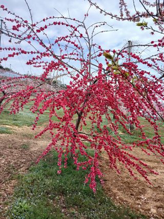 덩더쿵님의 그곳에서 농사하게 된 계기는? · 참여글 작성글 사진