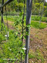 팜모닝 사과·병해충상담 게시글 이미지