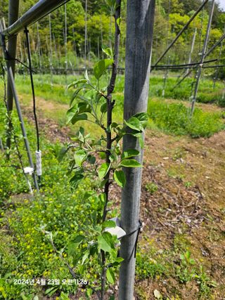 알 수 없음님의 사과 · 병해충상담 작성글 사진