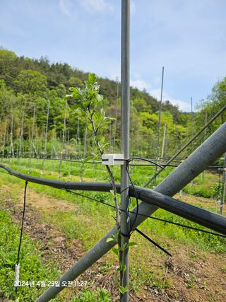 알 수 없음님의 사과 · 병해충상담 작성글 사진