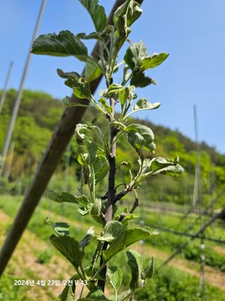 알 수 없음님의 사과 · 병해충상담 작성글 사진