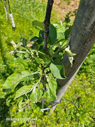 알 수 없음님의 사과 · 병해충상담 작성글 사진