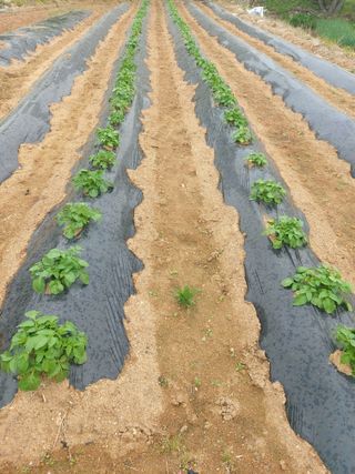 미카엘농장님의 그곳에서 농사하게 된 계기는? · 참여글 작성글 사진