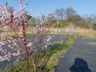 미카엘농장님의 그곳에서 농사하게 된 계기는? · 참여글 작성글 사진