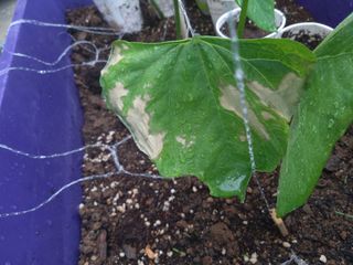 배추16219님의 들깨 · 병해충상담 작성글 사진