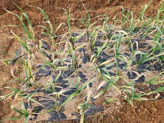 김기만님의 마늘 · 병해충상담 작성글 사진