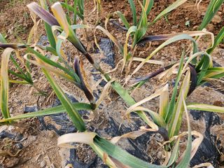 김기만님의 마늘 · 병해충상담 작성글 사진