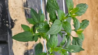 토성님의 고추 · 병해충상담 작성글 사진