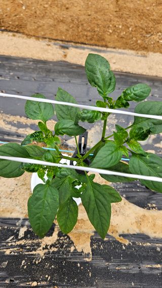 토성님의 고추 · 병해충상담 작성글 사진