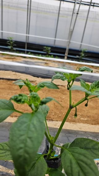 토성님의 고추 · 병해충상담 작성글 사진