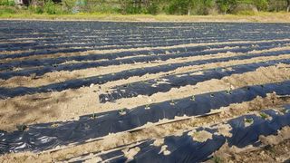 노구리님의 고추 · 영농일지 작성글 사진