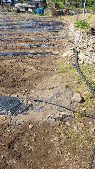 노구리님의 고추 · 영농일지 작성글 사진