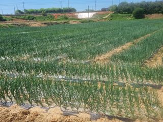 농업드론방제(전북)님의 양파 · 자유게시판 작성글 사진