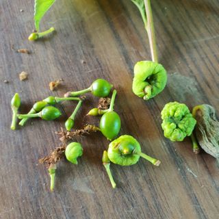 천농부님의 자유주제 · 건의해요 작성글 사진