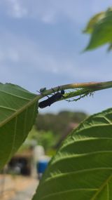 팜모닝 기타작물·병해충상담 게시글 이미지