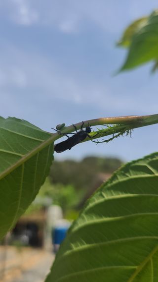 초짜농부님의 기타작물 · 병해충상담 작성글 사진