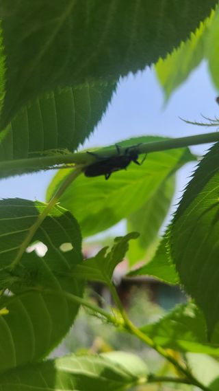 초짜농부님의 기타작물 · 병해충상담 작성글 사진