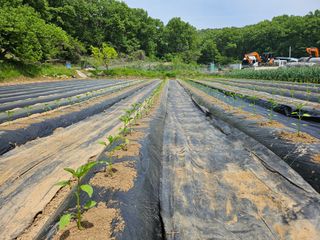 최경림님의 고추 · 영농일지 작성글 사진