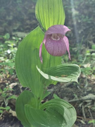 복사꽃마을 이창식님의 자유주제 · 자유게시판 작성글 사진
