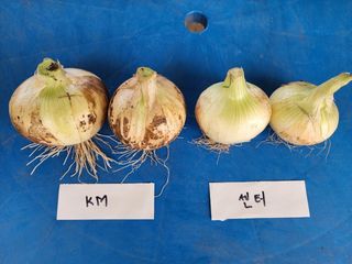 토리팜님의 양파 · 자유게시판 작성글 사진