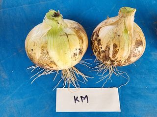 토리팜님의 양파 · 자유게시판 작성글 사진