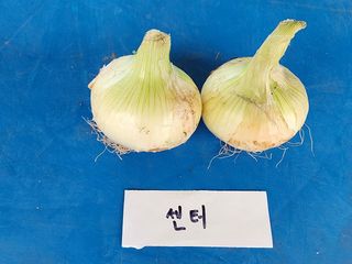 토리팜님의 양파 · 자유게시판 작성글 사진