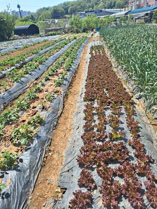 나누고싶어서님의 자유주제 · 자유게시판 작성글 사진