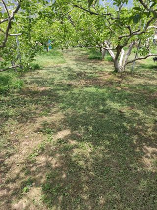 김년욱님의 감 · 영농일지 작성글 사진