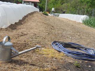 김철원,바람산인님의 고추 · 파종•정식 작성글 사진