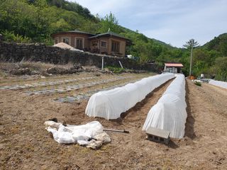 김철원,바람산인님의 고추 · 파종•정식 작성글 사진