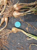 팜모닝 파·영농일지 게시글 이미지