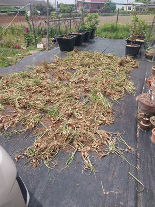 김석율님의 파 · 영농일지 작성글 사진