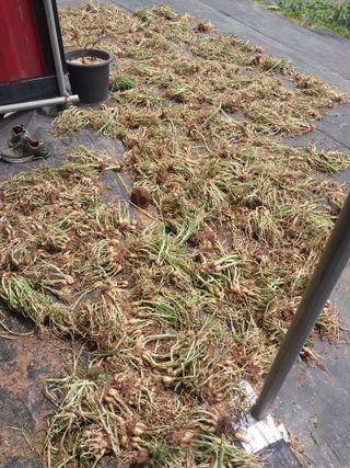 김석율님의 파 · 영농일지 작성글 사진